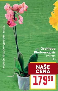 Orchidej