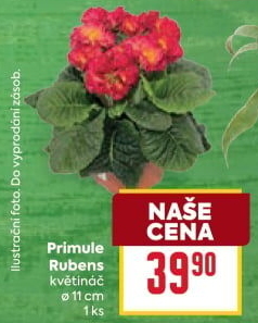 Primule - Petrklíč - Prvosenka