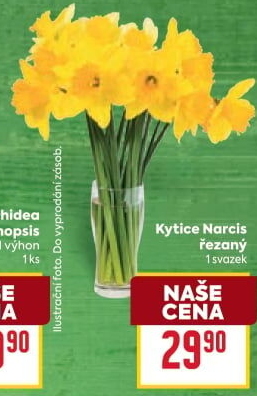 Řezané narcisky
