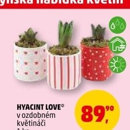 Hyacint