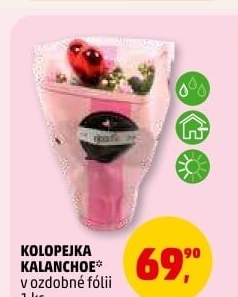 Kalanchoe - Kolopejka