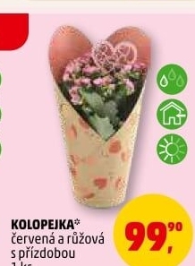 Kalanchoe - Kolopejka