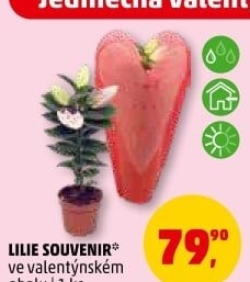 Lilie