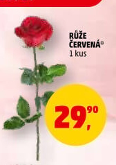 Řezané růže