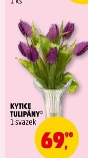 Řezané tulipány