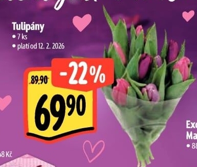 Řezané tulipány