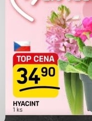 Hyacint