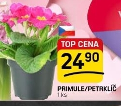 Primule - Petrklíč - Prvosenka