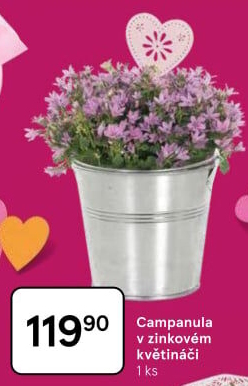 Campanula - Zvonek