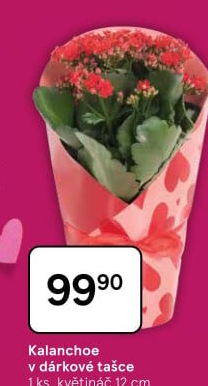 Kalanchoe - Kolopejka