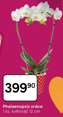 Orchidej
