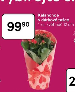 Kalanchoe - Kolopejka