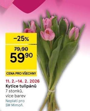 Řezané tulipány