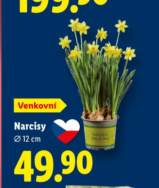 Narcisky