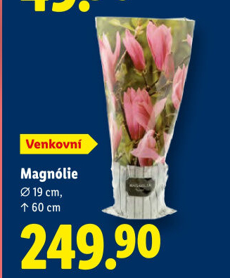 Šácholan - magnólie