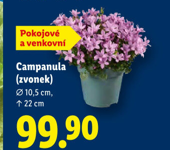 Campanula - Zvonek