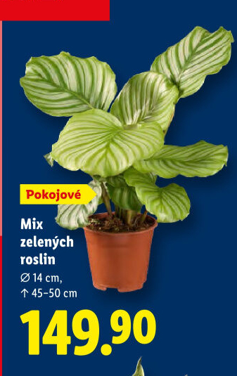 Mix zelených rostlin