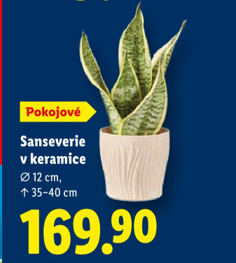 Sanseverie