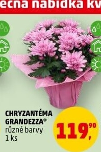 Chrysanthemum - Chryzantéma
