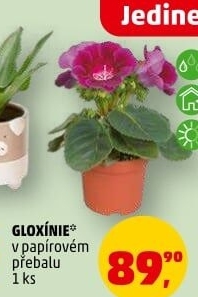 Gloxinie