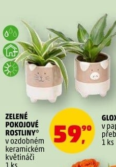 Pokojové rostliny