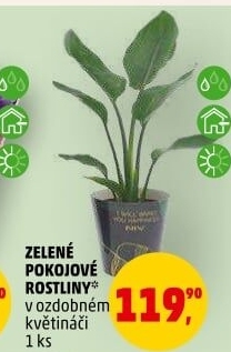 Pokojové rostliny