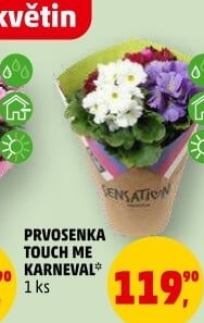 Primule - Petrklíč - Prvosenka