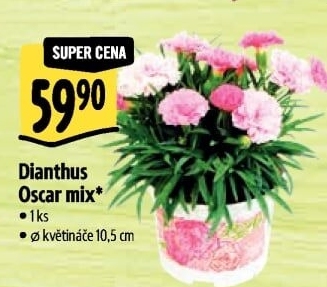 Dianthus - Hvozdík