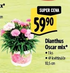 Dianthus - Hvozdík