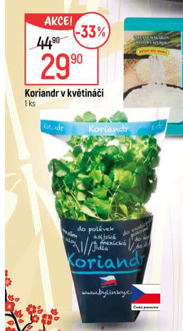 Bylinky v květináči Bylinky s.r.o.