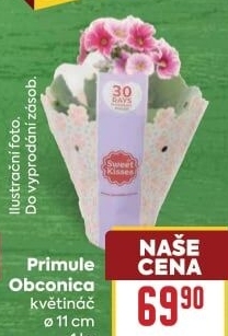 Primule - Petrklíč - Prvosenka