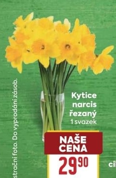 Řezané narcisky