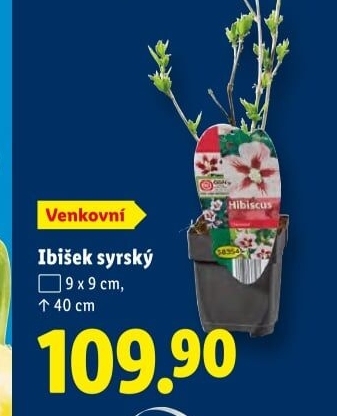 Hibiscus - Ibišek