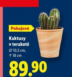 Kaktus