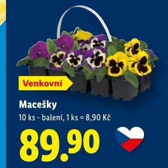 Maceška - Viola