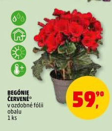 Begónie