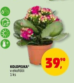 Kalanchoe - Kolopejka