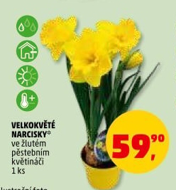 Narcisky