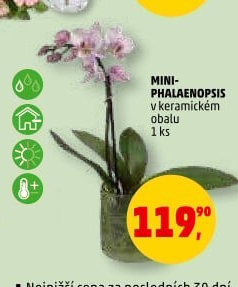 Orchidej