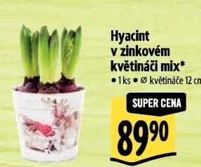 Hyacint
