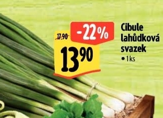 Jarní cibule svazek