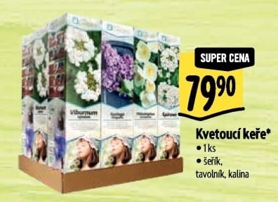 Sazenice okrasných keříků