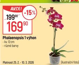 Orchidej