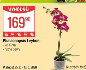 Orchidej