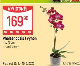 Orchidej
