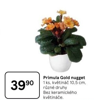 Primule - Petrklíč - Prvosenka