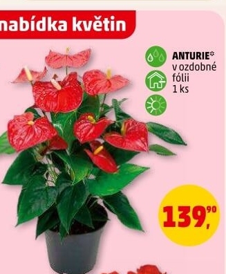 Anturie