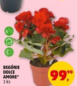 Begónie