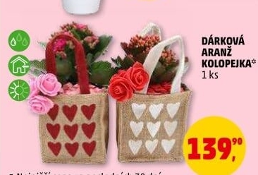 Kalanchoe - Kolopejka