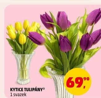 Řezané tulipány